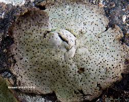 Attēlu rezultāti vaicājumam “Dermatocarpon miniatum”