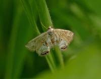 Attēlu rezultāti vaicājumam “Cataclysta lemnata”