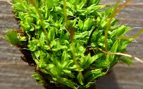 Attēlu rezultāti vaicājumam “Tortula lingulata”