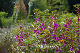 Image result for Impatiens balsamina