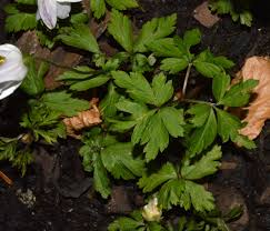 Attēlu rezultāti vaicājumam “Anemone nemorosa leaf”