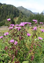 Attēlu rezultāti vaicājumam “Centaurea phrygia flower”
