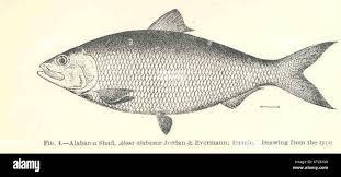 Image result for Alosa alabamae