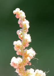 Attēlu rezultāti vaicājumam “Urtica dioica flower”
