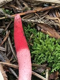 Attēlu rezultāti vaicājumam “Mutinus ravenelii”