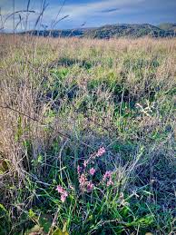 Attēlu rezultāti vaicājumam “Odontites vulgaris”