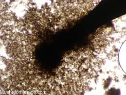 Attēlu rezultāti vaicājumam “Colloderma sp.”