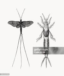 Attēlu rezultāti vaicājumam “Ephemeroptera”