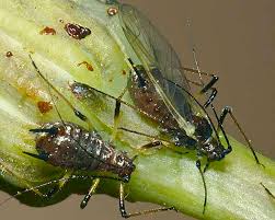 Attēlu rezultāti vaicājumam “Uroleucon cirsii”