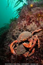 Image result for Maja brachydactyla