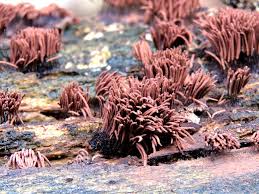 Attēlu rezultāti vaicājumam “Fuligo septica var. rufa”