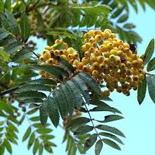 Attēlu rezultāti vaicājumam “Sorbus aucuparia fruit”