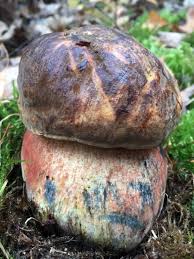 Attēlu rezultāti vaicājumam “Sutorius luridiformis”