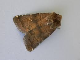 Attēlu rezultāti vaicājumam “Rusina ferruginea”