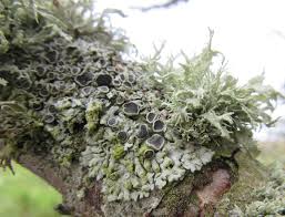 Attēlu rezultāti vaicājumam “Physcia aipolia”