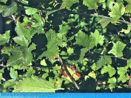 Attēlu rezultāti vaicājumam “Ribes alpinum leaf”