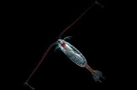 Attēlu rezultāti vaicājumam “Copepoda”