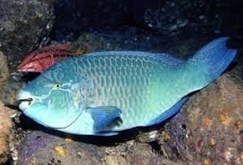 Image result for Scarus trispinosus