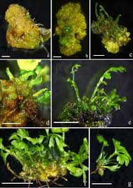 Attēlu rezultāti vaicājumam “Aloina rigida sporophyte”