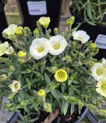 Attēlu rezultāti vaicājumam “Arenaria procera flower”