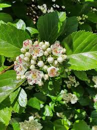 Attēlu rezultāti vaicājumam “Crataegus persimilis”