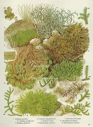 Attēlu rezultāti vaicājumam “Ditrichum flexicaule”