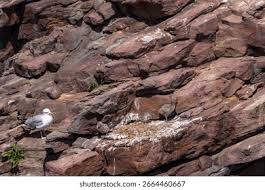 Attēlu rezultāti vaicājumam “Larus argentatus nest”