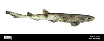 Image result for Scyliorhinus canicula