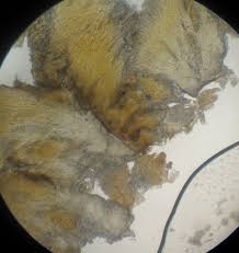 Attēlu rezultāti vaicājumam “Fuligo leviderma macro”