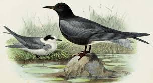 Attēlu rezultāti vaicājumam “Chlidonias niger eggs”