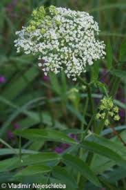 Attēlu rezultāti vaicājumam “Sium latifolium flower”