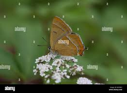 Attēlu rezultāti vaicājumam “Thecla betulae female”