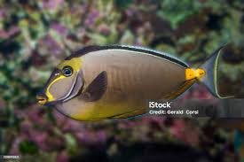 Image result for Naso lituratus