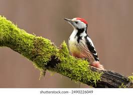 Attēlu rezultāti vaicājumam “Dendrocopos medius”