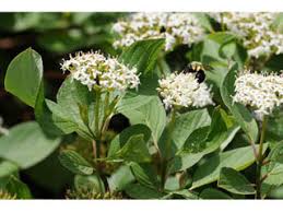 Attēlu rezultāti vaicājumam “Cornus sericea”