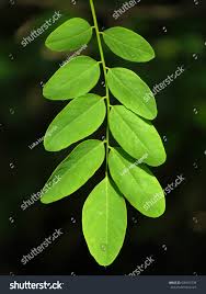 Attēlu rezultāti vaicājumam “Robinia pseudoacacia leaf”