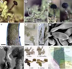 Attēlu rezultāti vaicājumam “Sclerophora pallida”
