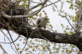Attēlu rezultāti vaicājumam “Buteo buteo nest”