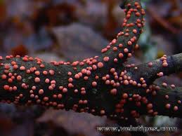 Attēlu rezultāti vaicājumam “Nectria cinnabarina”