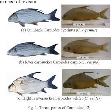 Image result for Carpiodes velifer