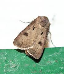 Attēlu rezultāti vaicājumam “Agrotis exclamationis”