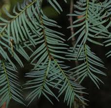 Attēlu rezultāti vaicājumam “Taxus wallichiana”