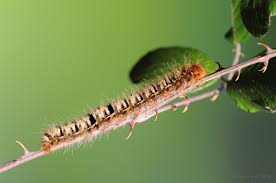 Attēlu rezultāti vaicājumam “Lasiocampa quercus imago”