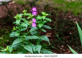 Attēlu rezultāti vaicājumam “Polemoniaceae”