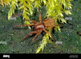 Attēlu rezultāti vaicājumam “Agroeca brunnea”