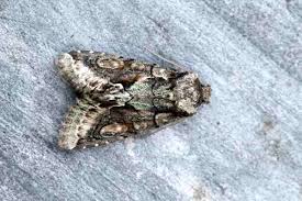 Attēlu rezultāti vaicājumam “Allophyes oxyacanthae”