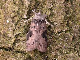 Attēlu rezultāti vaicājumam “Nycteola sp.”