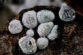 Attēlu rezultāti vaicājumam “Badhamia panicea macro”