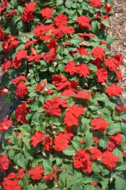 Image result for Impatiens walleriana