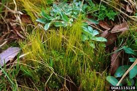 Attēlu rezultāti vaicājumam “Dicranales”